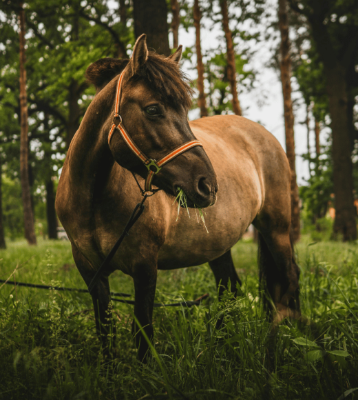 Nagłówek - 2025-08-14T142626.353